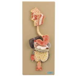 Model: Digestive System (Human)